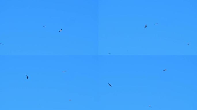 猎杀掠食性鸟类。非常强烈的蓝天。版本2
