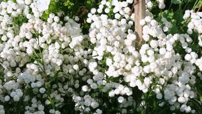 珍珠的白花。盛开的双钻石特写。自然，春天的概念。花卉园艺。喷嚏草，喷嚏草，混蛋，法国女佣