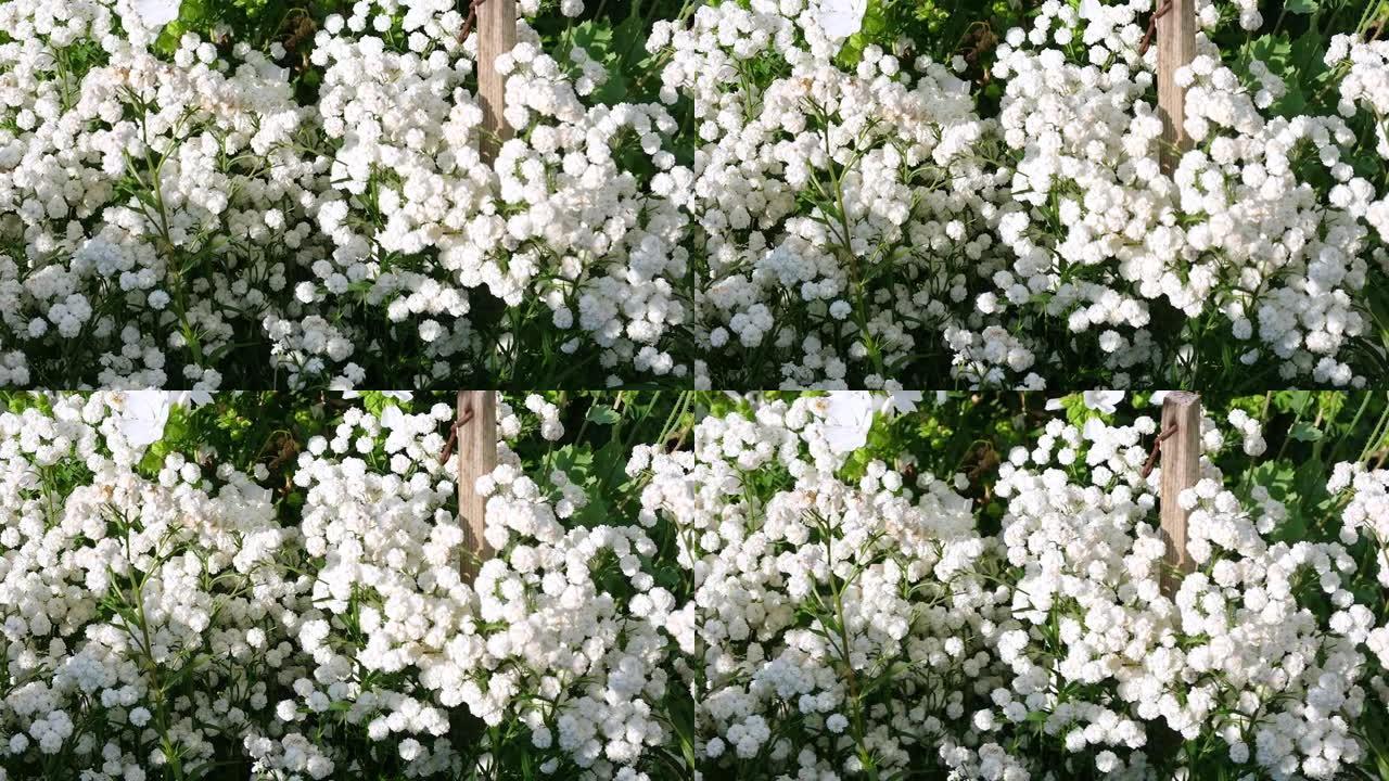 珍珠的白花。盛开的双钻石特写。自然，春天的概念。花卉园艺。喷嚏草，喷嚏草，混蛋，法国女佣