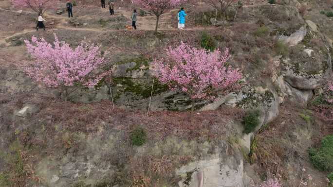 江津猫山樱博园樱花航拍