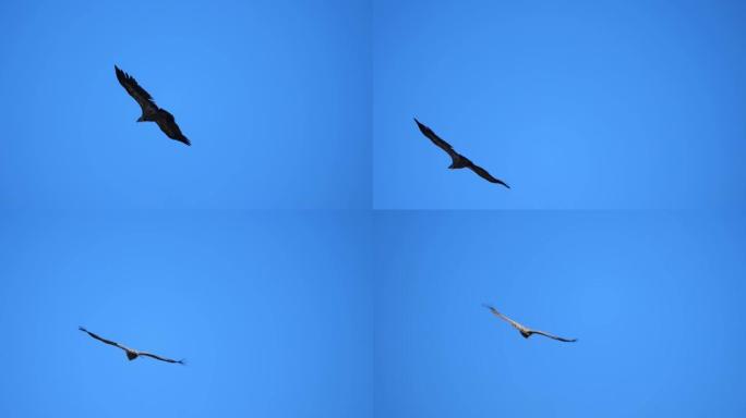 猎鹰特写。猎杀掠食性鸟类。非常强烈的蓝天。版本7