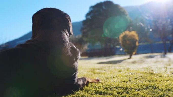 背面拍摄蓬松的罗威纳犬躺在草地上，在阳光下放松，听话的家庭成员守护着他的私人领地，纯种罗威纳犬为他的