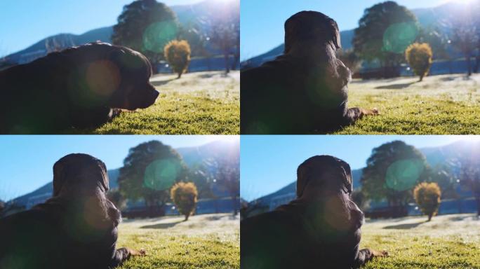 背面拍摄蓬松的罗威纳犬躺在草地上，在阳光下放松，听话的家庭成员守护着他的私人领地，纯种罗威纳犬为他的