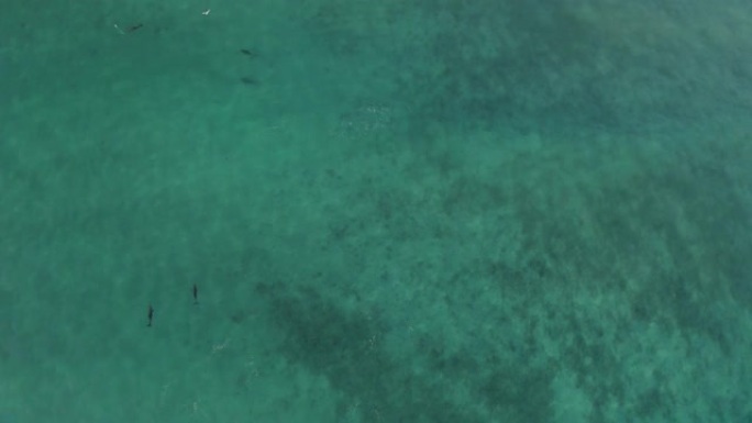宽吻海豚在海洋中游泳上方的静态空中鸟瞰图