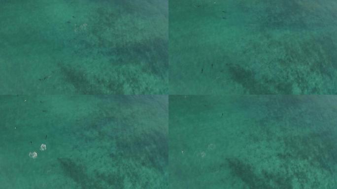 宽吻海豚在海洋中游泳上方的静态空中鸟瞰图