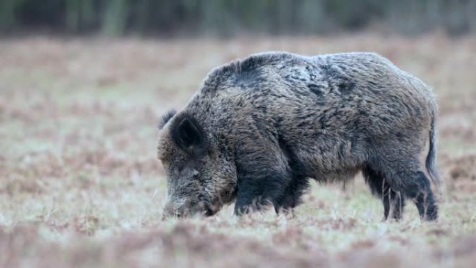 野猪 (Sus scrofa或Wild pig) 正在冬季寻找食物。低着头，蹄子钻进地下。