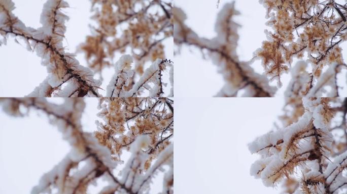 落叶松，日本落叶松或karamatsu树覆盖着第一场雪。森林中的冬天