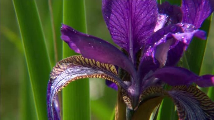 鸢尾属 (Iris) 是多年生根状植物的一个属。虹膜遍布各大洲。