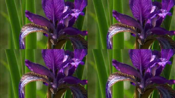 鸢尾属 (Iris) 是多年生根状植物的一个属。虹膜遍布各大洲。