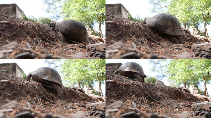 一只陆龟爬上山坡，在石头之间爬到一个春天。森林里阳光明媚的一天。