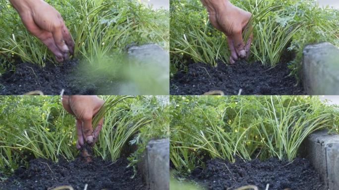 亚洲男性农民的特写镜头将胡萝卜从地下拉出