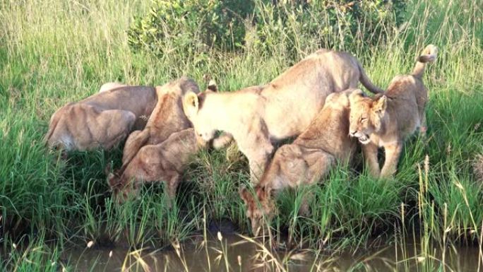 狮子在非洲荒野的一个水坑里的骄傲。
