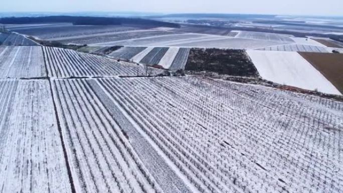 冬季葡萄园的无人机视图，雪中不同文化的田野