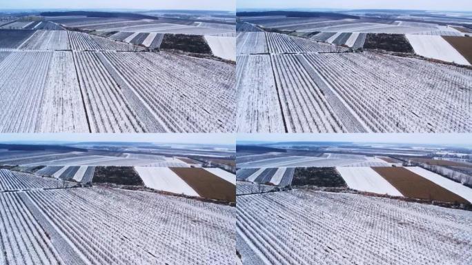 冬季葡萄园的无人机视图，雪中不同文化的田野