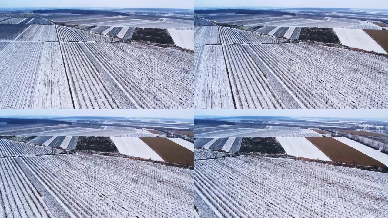 冬季葡萄园的无人机视图，雪中不同文化的田野