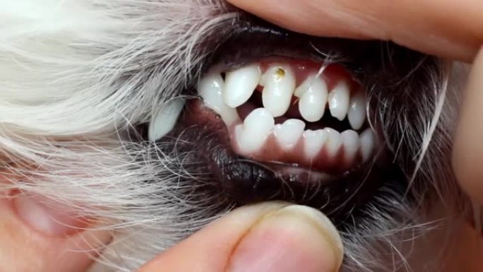 在兽医检查期间，马耳他狗牙带有牙结石特写