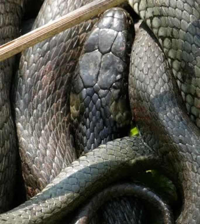 垂直屏幕: 欧洲野生动物中的大蛇，黑色蛇皮与黄色的皇冠，美丽的图案。危险的有毒捕食者在其栖息地冬眠后