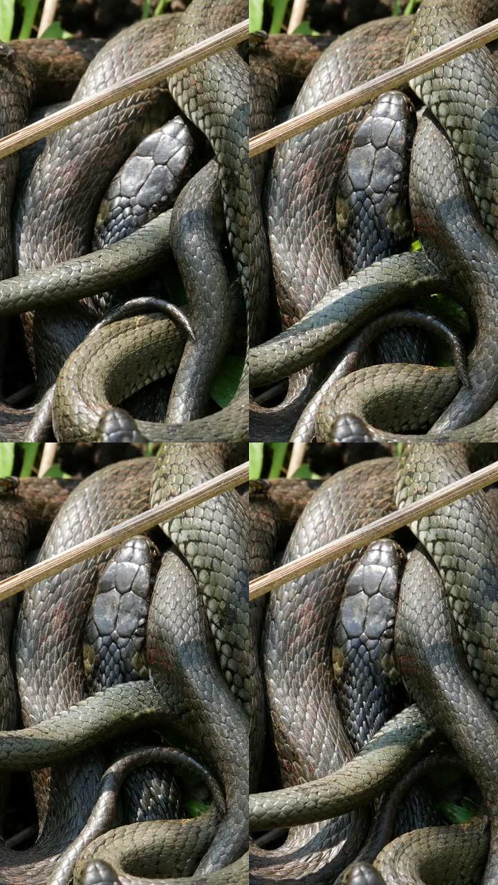 垂直屏幕: 欧洲野生动物中的大蛇，黑色蛇皮与黄色的皇冠，美丽的图案。危险的有毒捕食者在其栖息地冬眠后