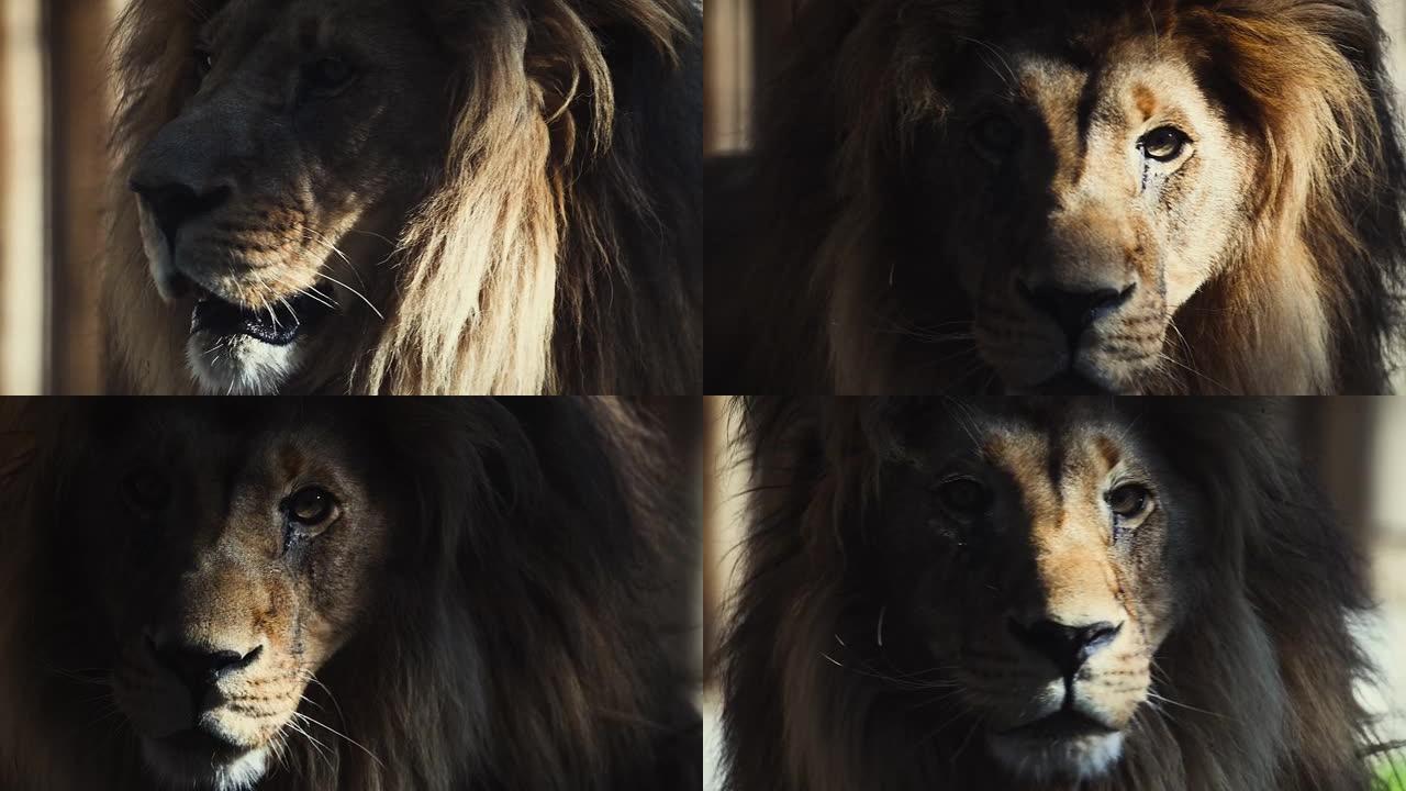 大男狮子王美丽的早晨肖像，西南非洲狮子近距离拍摄高品质高速相机尼康z9