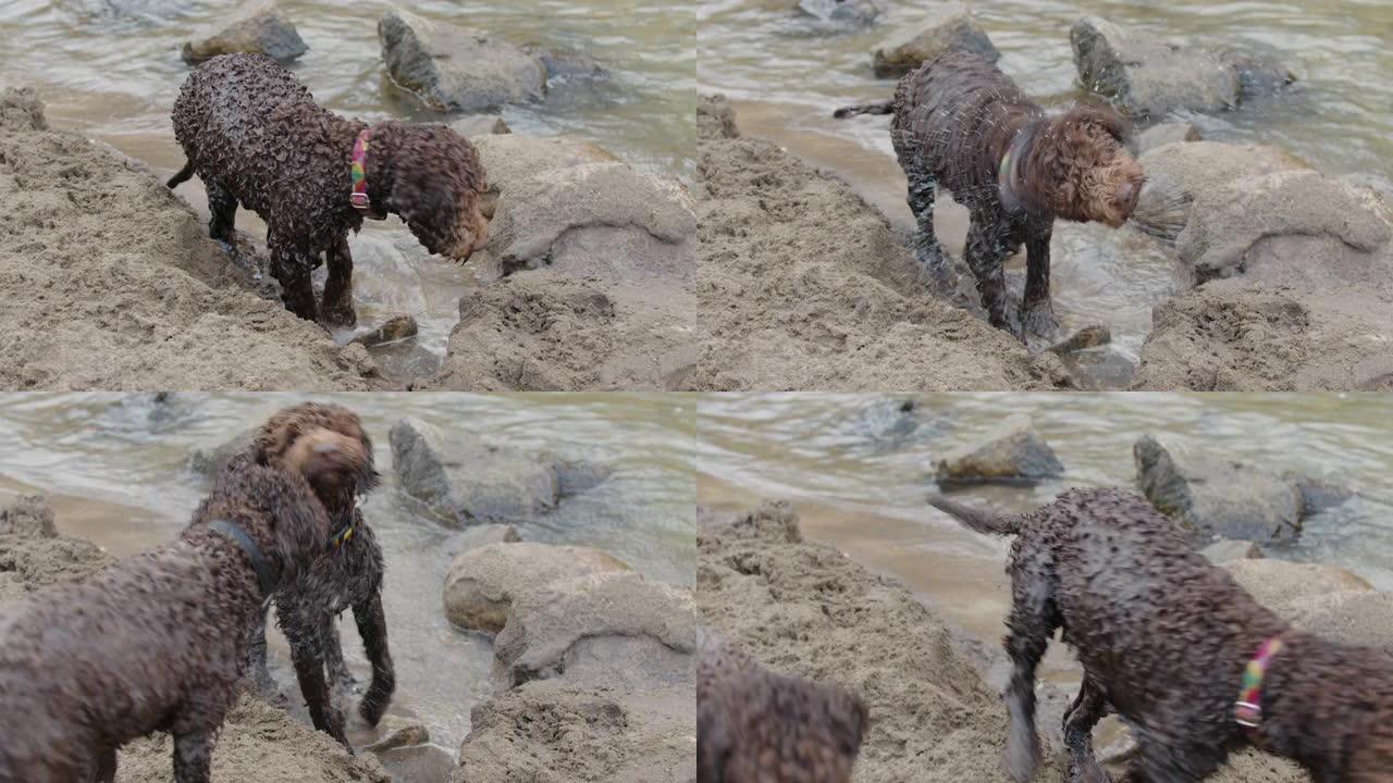 狗从水里抖下来。