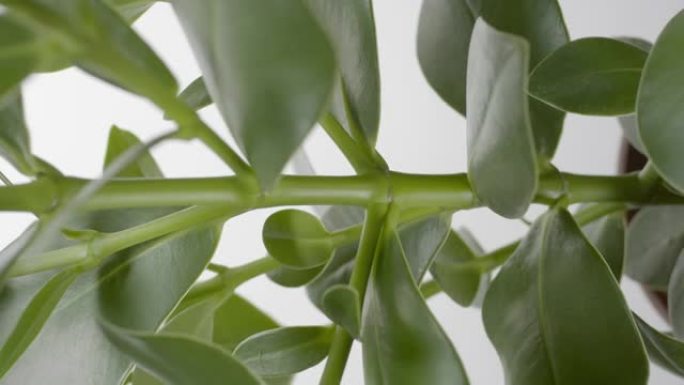 灰色背景下榕树植物的垂直起重机拍摄