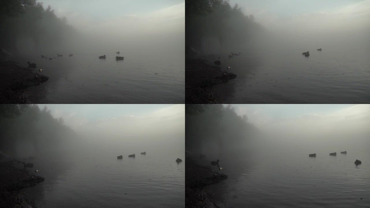 日落时池塘里雾蒙蒙的风景，两只鸭子在城市背景上游泳