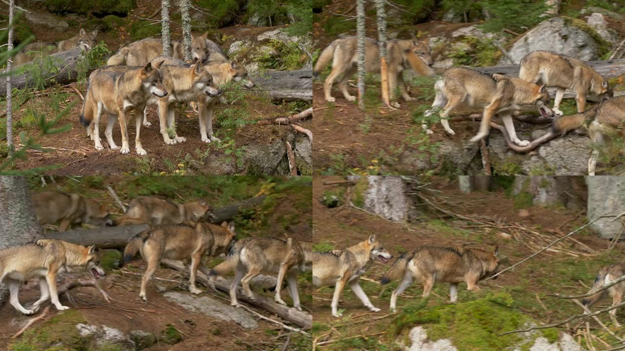 一群野外的欧亚狼。