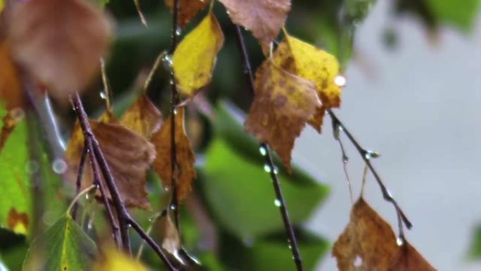 秋桦树的干叶被风和冷雨不断落下48