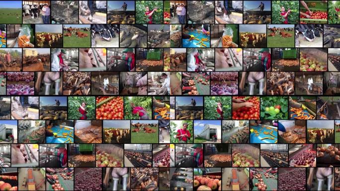 可持续农业和粮食生产-多屏幕视频