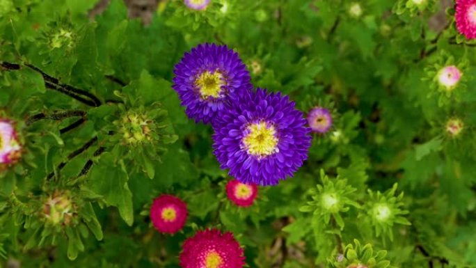 花园里美丽的紫色花朵的俯视图。多色花朵在风中摇曳