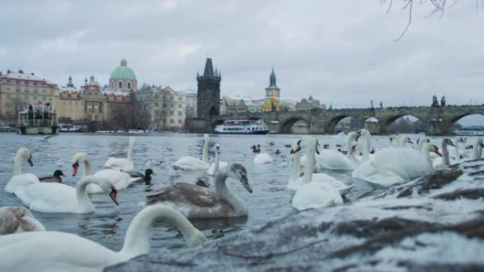 布拉格伏尔塔瓦河上的天鹅和鸭子