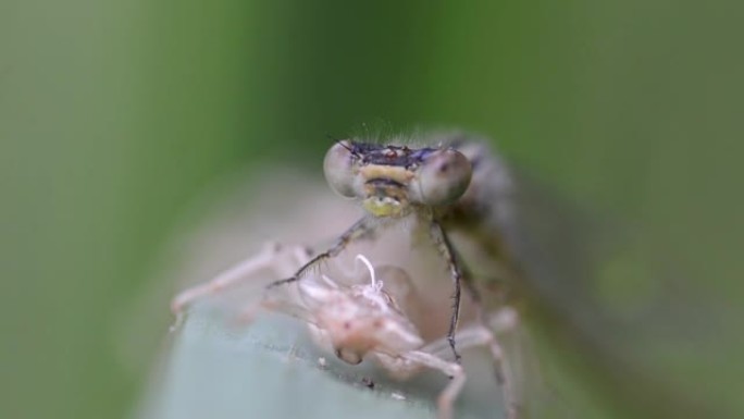 天蓝色豆娘 (Coenagrion puella) 新甲藻和分泌物