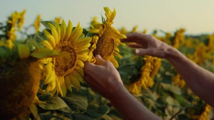 特写手触摸向日葵种植园。农民检查种子质量