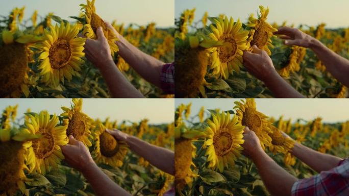 特写手触摸向日葵种植园。农民检查种子质量