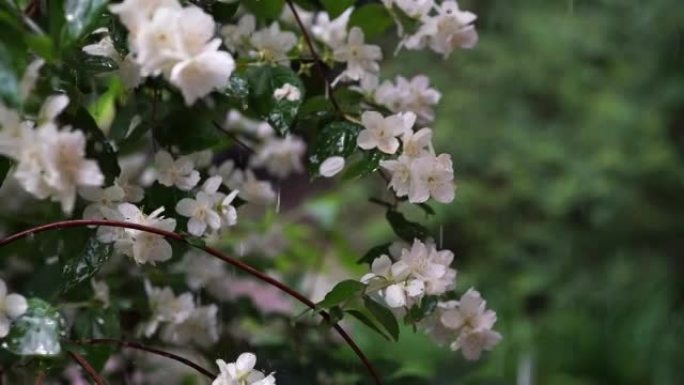 雨下的茉莉花视频。夏季