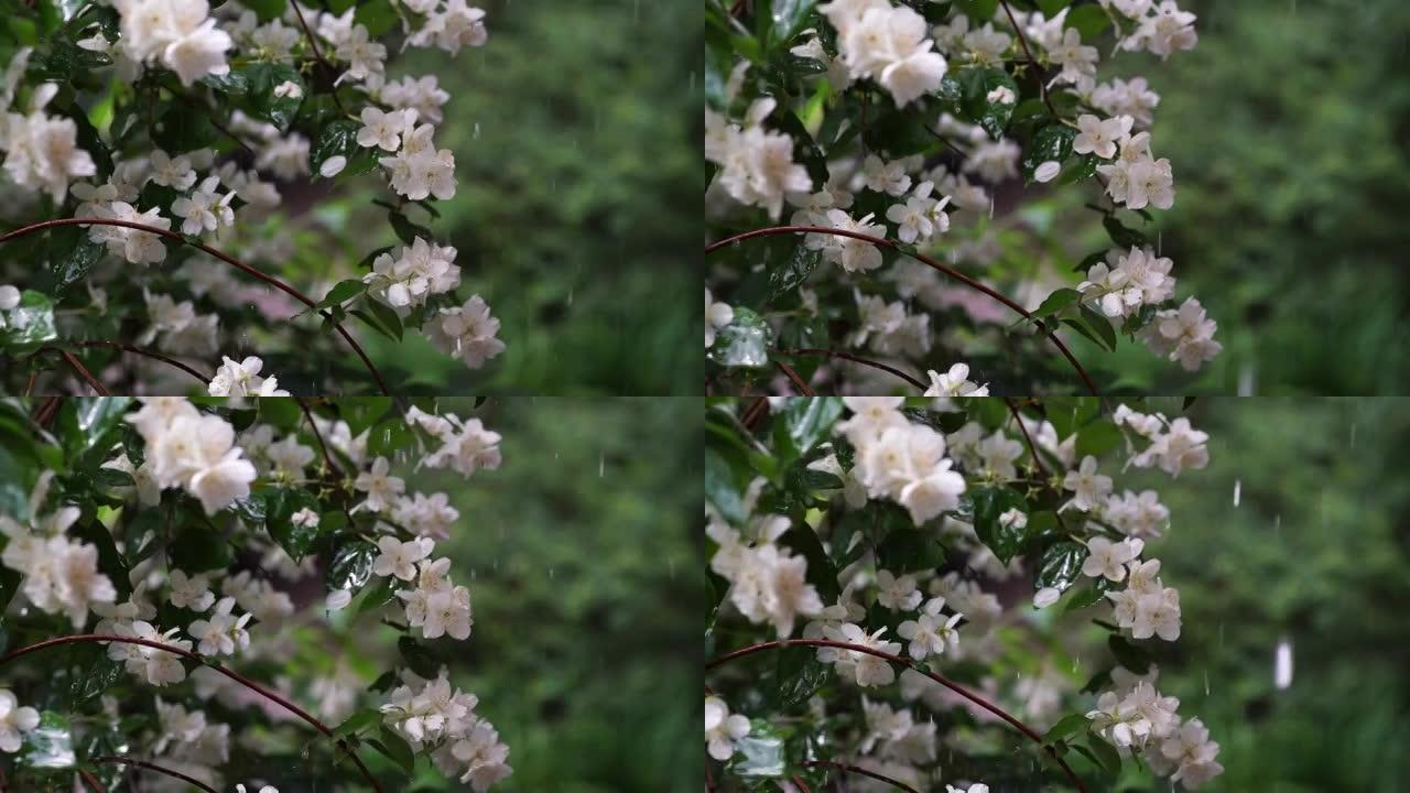 雨下的茉莉花视频。夏季