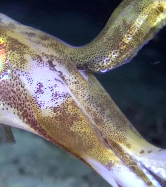 大鳍礁鱿鱼在沙子上盘旋的垂直视频，两个触角向上，头部特写