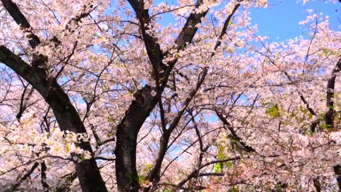 盛开的樱花武汉美景日本美景