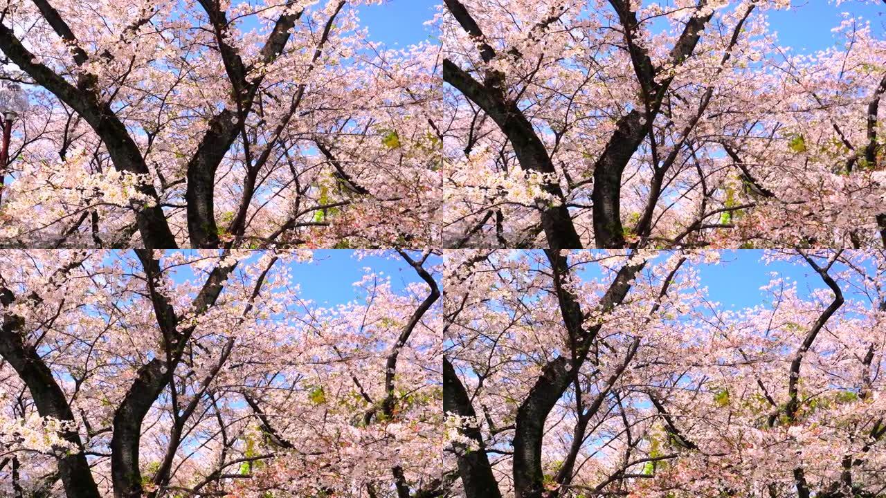 盛开的樱花武汉美景日本美景