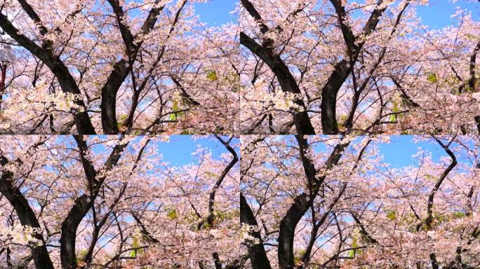 盛开的樱花武汉美景日本美景