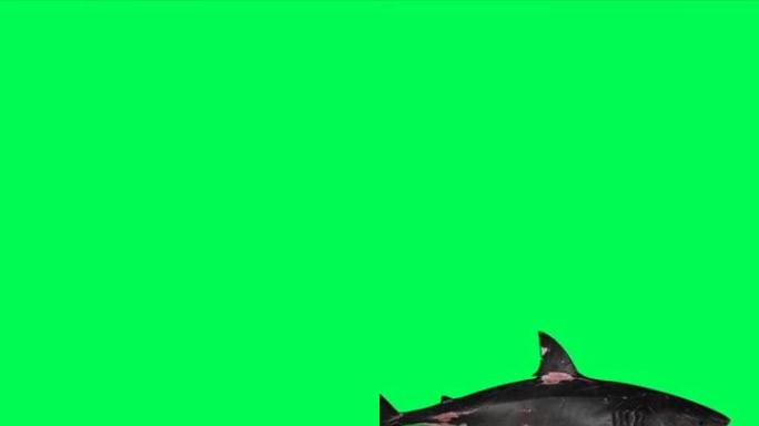 鲨鱼在一个圆圈绿色屏幕前-3D渲染垂直视频动画游泳