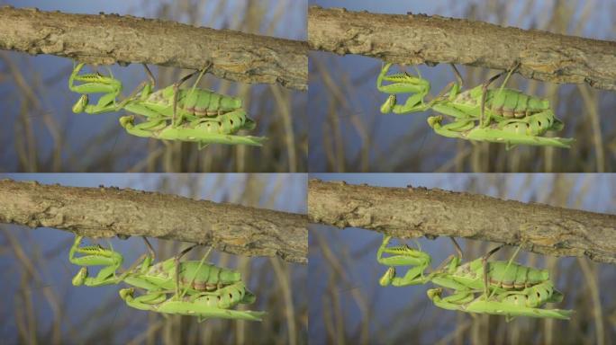 时间流逝，一对螳螂交配的特写镜头挂在树枝下。螳螂的交配过程。外高加索树螳螂 (Hierodul tr