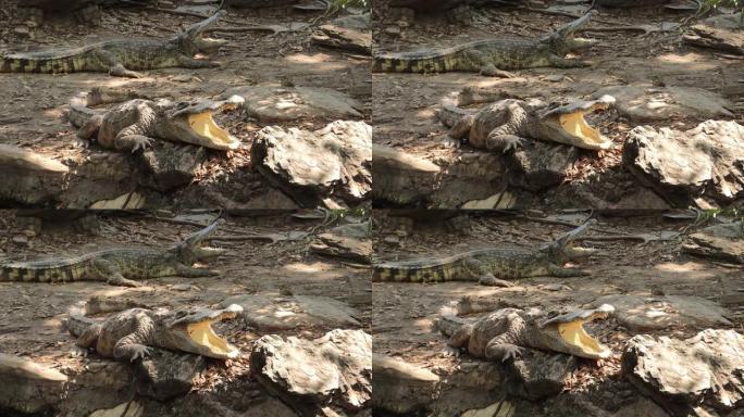 泰国曼谷鳄鱼农场河上的鳄鱼