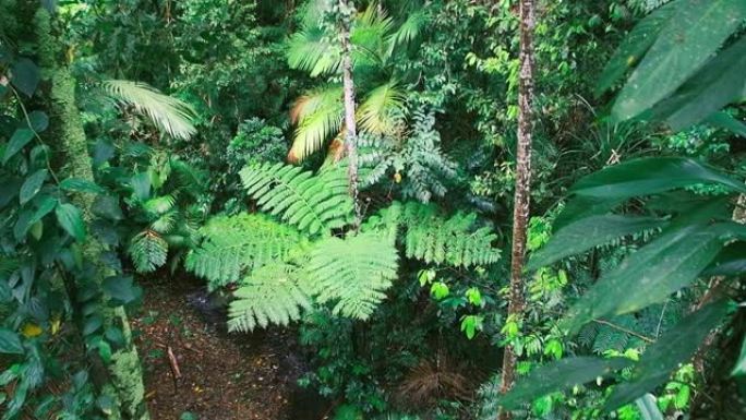 美丽的丹特里雨林和本地植物的镜头，澳大利亚昆士兰州