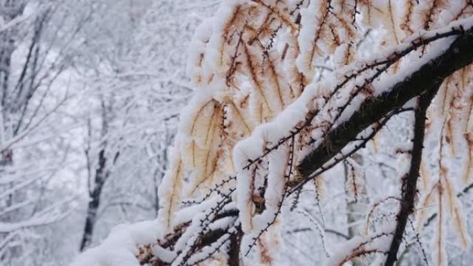 落叶松，日本落叶松或karamatsu树覆盖着第一场雪。森林中的冬天