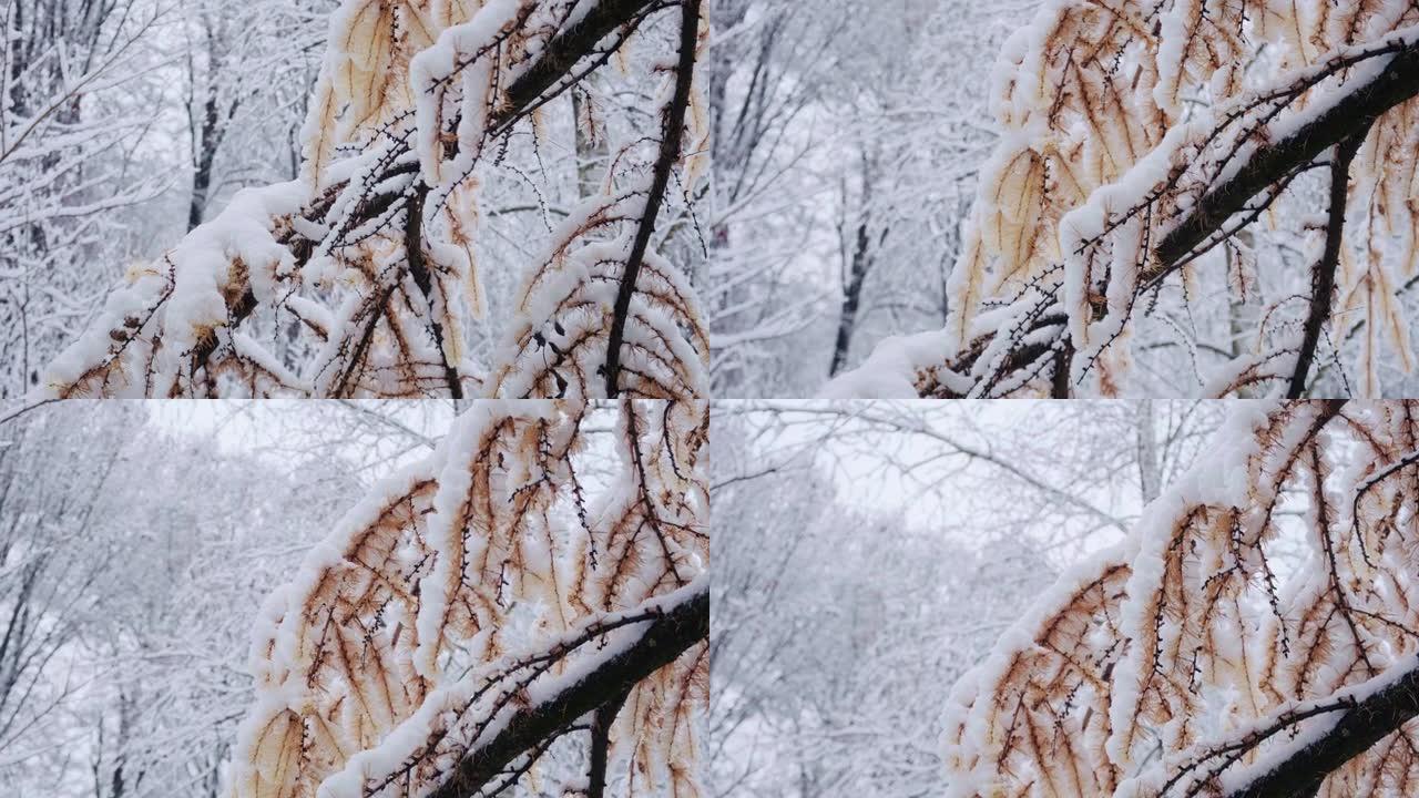 落叶松，日本落叶松或karamatsu树覆盖着第一场雪。森林中的冬天