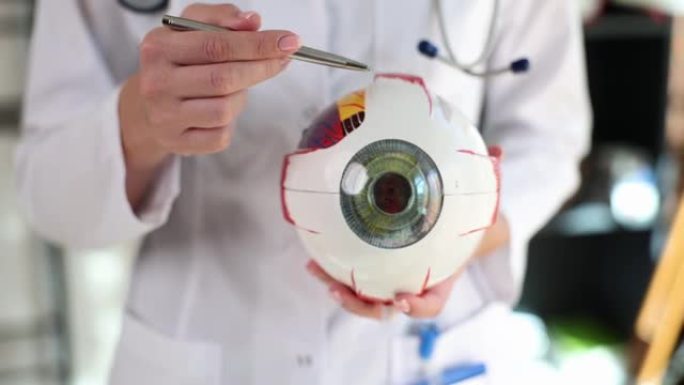 眼科医生在解剖模型上用笔显示眼睛的结构特写4k电影慢动作