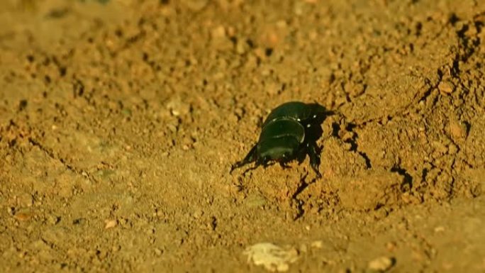 甲壳虫在土壤上行走