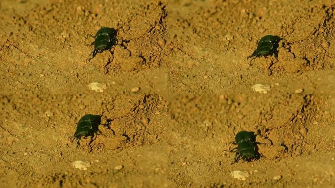 甲壳虫在土壤上行走