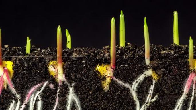 玉米在黑色背景下从地球上生长，延时视频4k分辨率剪辑。玉米的叶子长在镜头前。播种玉米种子。